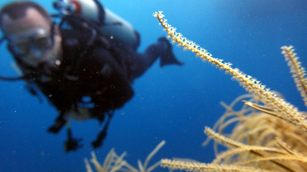 Paul and I picked up scuba diving together.  In the past ten years or so, we've completed over 100 dives at dozens of different locations.  Even after all these dives, it still feels like diving is a really unique endeavor. - Bonaire Island