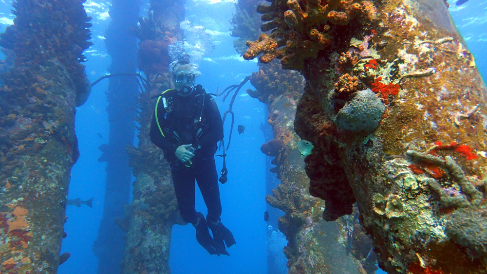 On occasion, we get to see human created structures in the ocean and how they've become part of the environment.  An obvious example is a sunken ship.  In this case, I was under the Salt Pier in Bonaire.  It's very large and looks like an underwater cathederal when you get far enough away to see all of it. - Bonaire Island